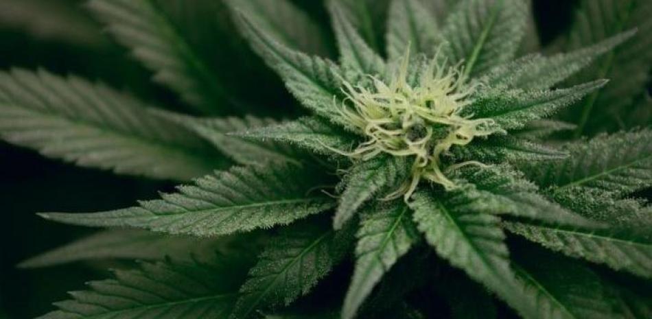 Los investigadores de UNM sugieren que el cannabis puede reducir el dolor crónico de los pacientes hasta en tres puntos
