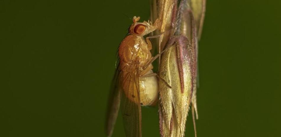 Mosca Drosophila melanogaster