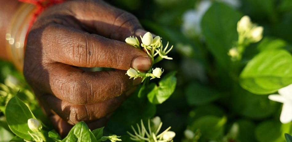 En esta imagen tomada el 27 de junio de 2023, un agricultor cosecha flores de jazmín en una granja a las afueras de Madurai
