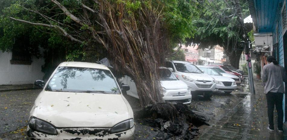 Un árbol se desplomó en la calle Arzobispo Portes en la Ciudad Colonial provocado por las lluvias que ayer azotaron la capital.
