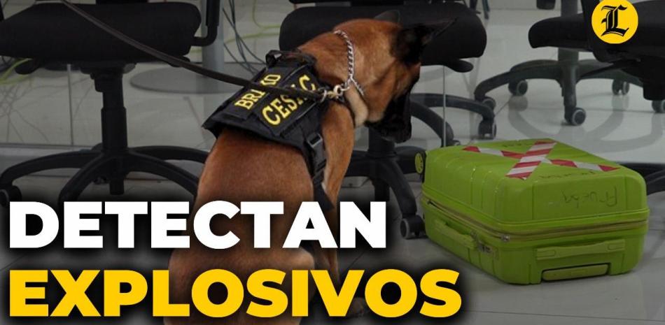 K-9: Los perros que detectan explosivos en los aeropuertos domimicanos