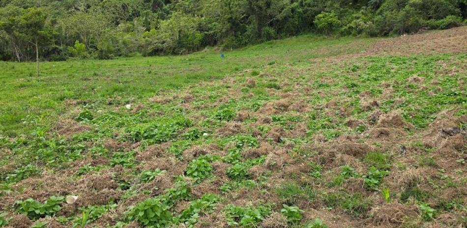 La plantación de marihuana en la comunidad Los Limoncillos.