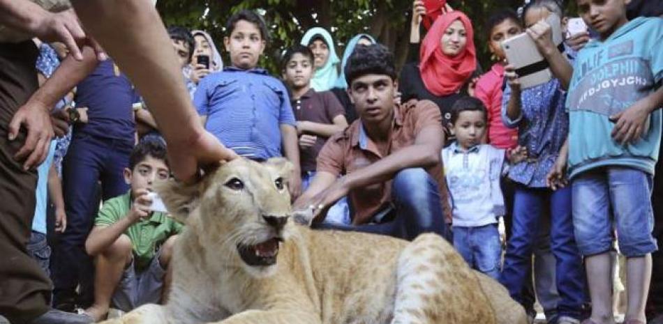 En esta foto del 15 de junio del 2015 se ve a la leona Mona en Gaza. Mona y otro león que habían sido mantenidos como mascotas en el campamento de refugiados de Rafah en Gaza son transportados el 5 de julio del 2015 a Jordania donde los soltarán en un refugio para vida silvestre. (AP Foto/Adel Hana).