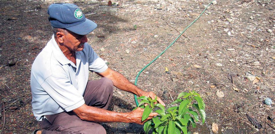 Beneficios. La injertación da lugar a frutos con igualdad de tamaño, sabor y calidad.