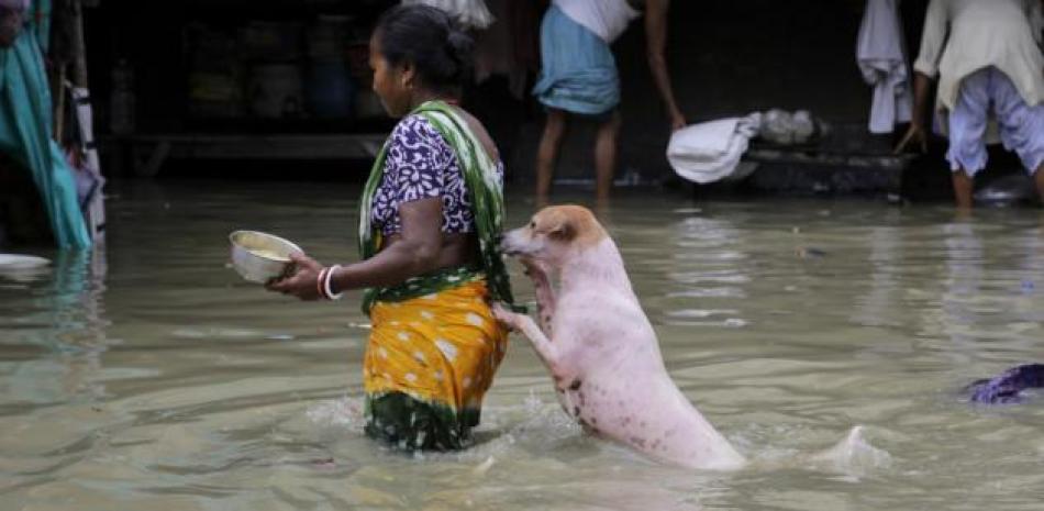 Un perro callejero se apoya en una mujer para cruzar una calle inundada en Kolkata, India, el domingo 2 de agosto de 2015. Partes de la ciudad estaban inundadas cuando el nivel del río Ganges subió después de las lluvias monzónicas. (Foto AP/Bikas Das).