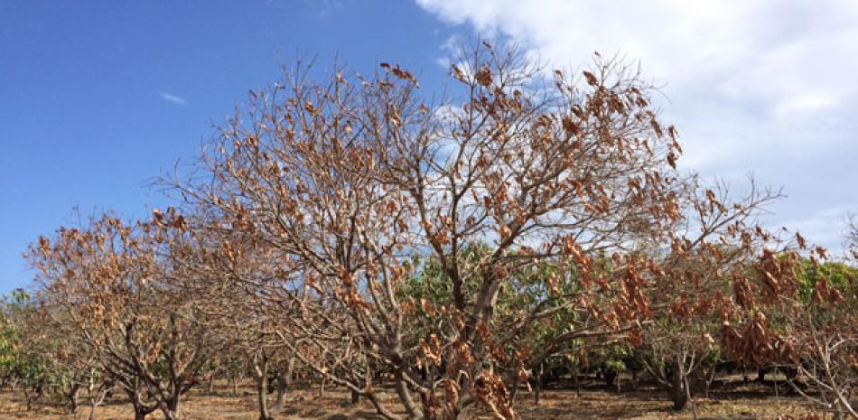 Impacto. En Peravia y otras provincias del Sur la producción de mango y otros rubros agrícolas y pecuarios ha sido diezmada.
