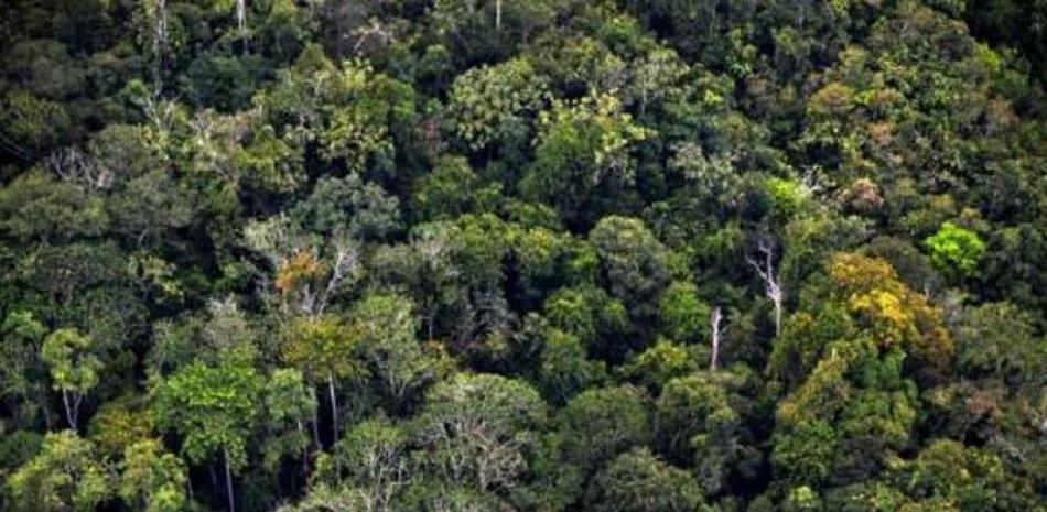 Resolución. Medio Ambiente prohibió temporalmente el corte y trasiego de madera procedente de la zona boscosa del país.