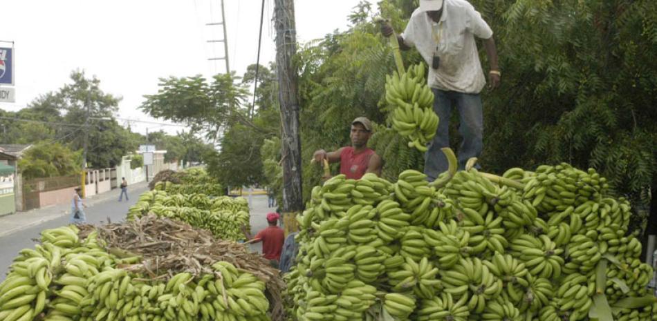 Escasez. La especulación con los precios del plátano es atribuida por las autoridades al déficit en la oferta debido a la prolongada sequía que afectó el país en los últimos meses.
