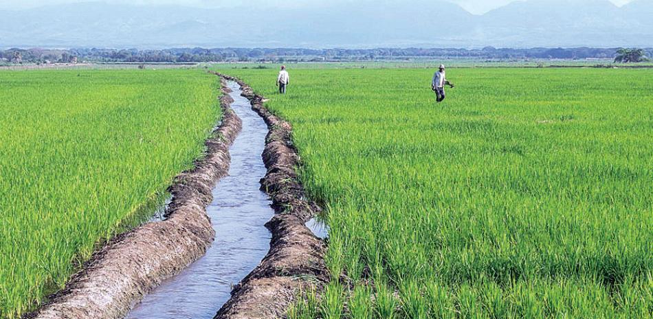 Reclamo. Los productores proponen que se mecanice el trasplante de arroz para poder sobrevivir a la modernidad.
