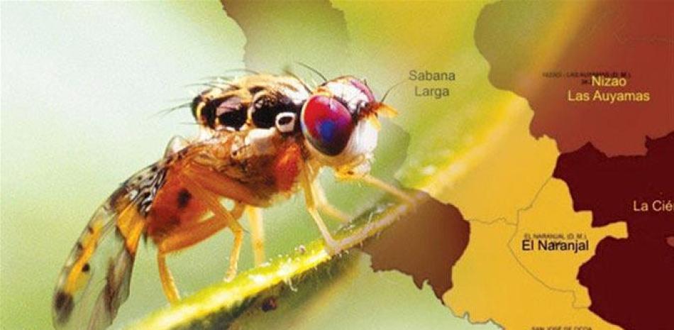 Insecto. La mosca del mediterráneo no ha sido detectada en ninguna de las áreas de producción del país, por lo que Agricultura certifica la seguridad de los productos exportados por el país.