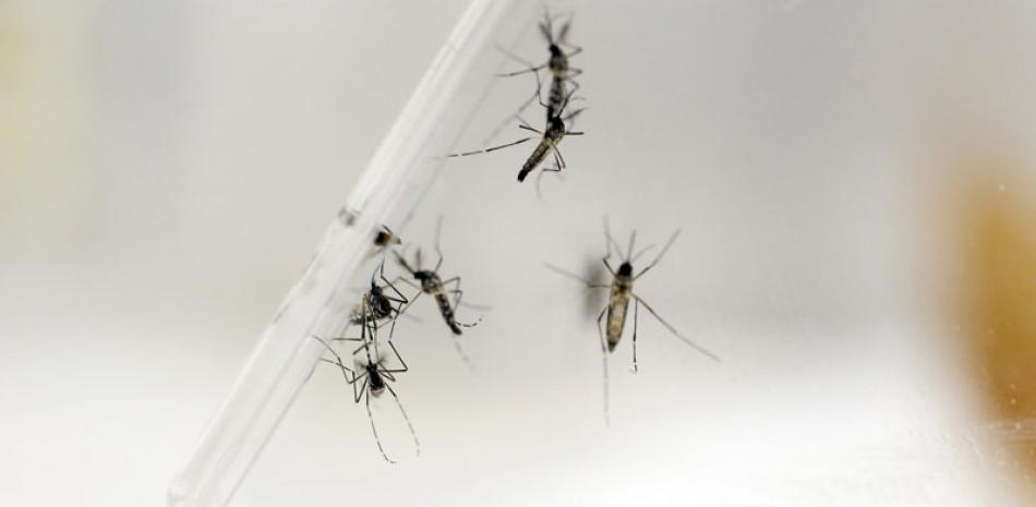 Insecto. El virus del zika es producido por el mosquito aedes aegypti, el cual se cría en aguas limpias y es el mismo que provoca el dengue y la chikungunya.