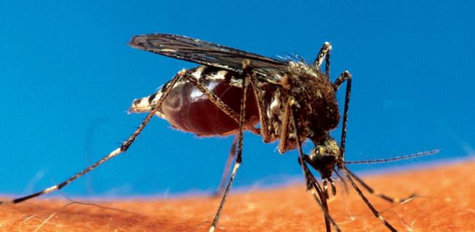 Origen. El dengue es una enfermedad infecciosa transmitida por el mosquito Aedes Aegypti.