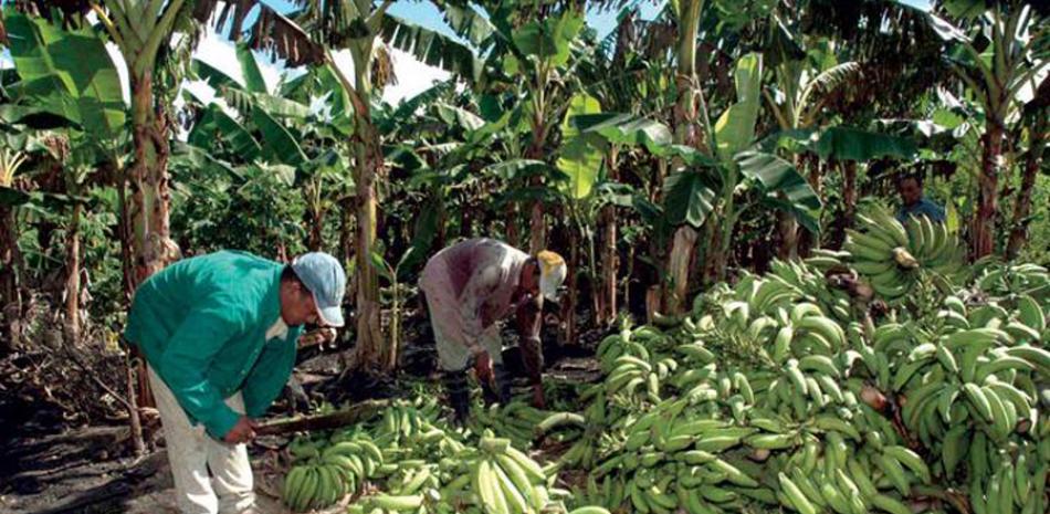 Los comerciantes vaticinan que una vez se restablezca la producción del plátano, este alimento volverá a su precio normal.