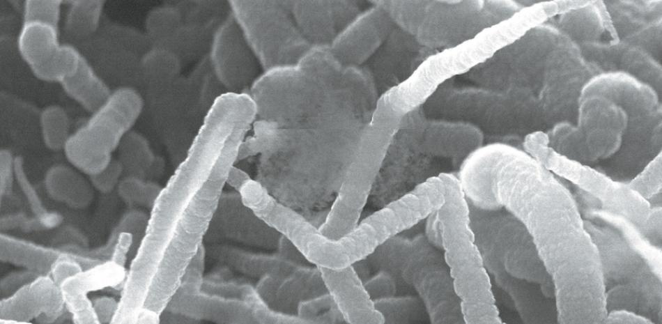 Proceso. Imagen de microscopia electrónica de barrido mostrando nanotubos de carbono revestidos por nanocristales de carburo de silicio y de carbono.
