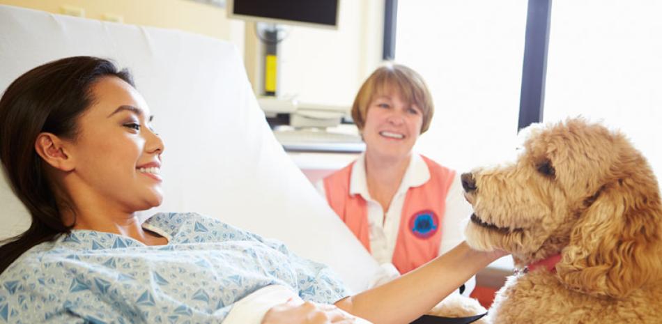 Medicina. Los perros pueden ser una clave para la cura del cáncer.
