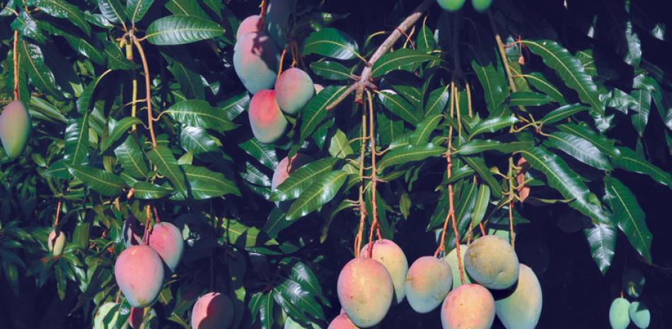 Producción. Se ha determinado que en las podas severas, solo de un 2% a un 5% de las plantas de mangos podadas podrían secarse o morir.