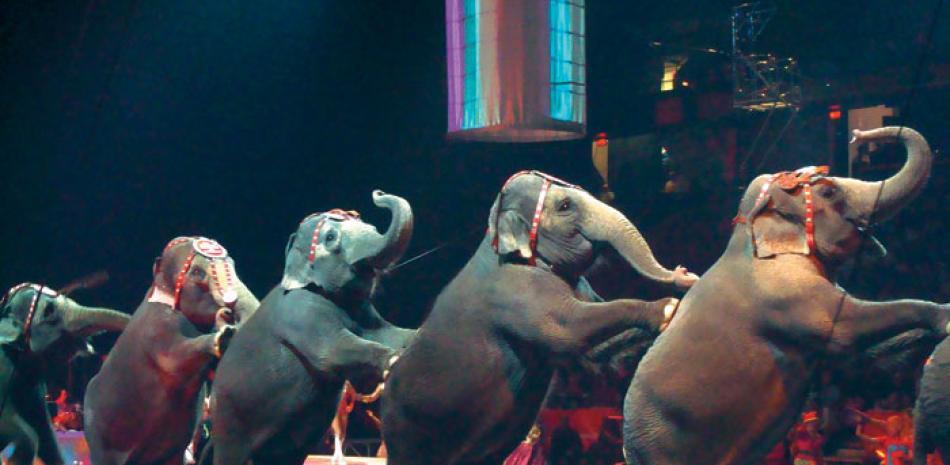 Realidad. Los elefantes son ya muy viejos. Y junto a los demás animales del circo, morirán en el destierro.