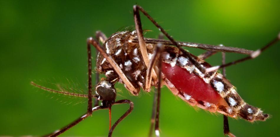 Enfermedades. El mosquito macho Aedes aegypti es el transmisor del dengue, el zika y la chikungunya