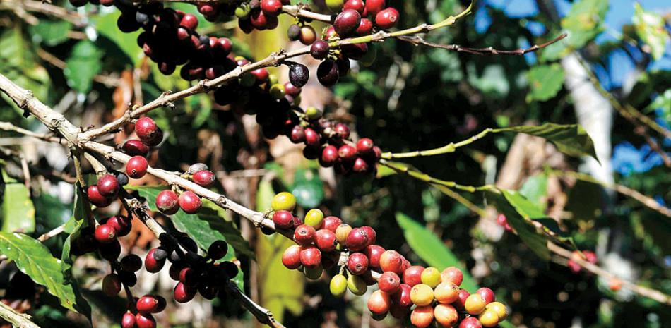 Variedades. El café dominicano está compitiendo en el mercado internacional por la calidad alcanzada por los productores.