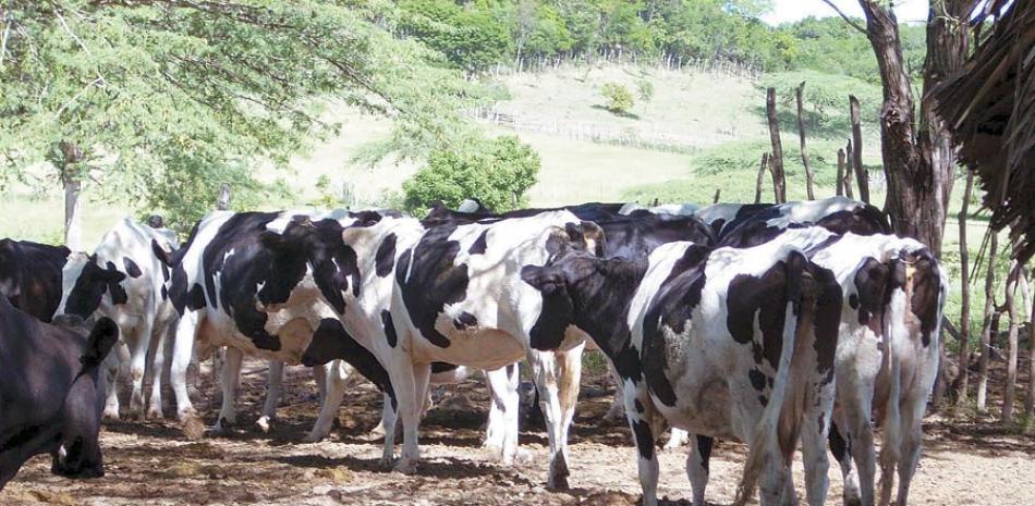 Sequía. El ganado que sostiene la producción de leche en el país se vio muy afectado por los efectos de la sequía.