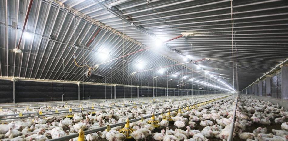 Desafíos. Entre los retos que se presentan para consolidar un mercado regional avícola se encuentran los costos de producción.