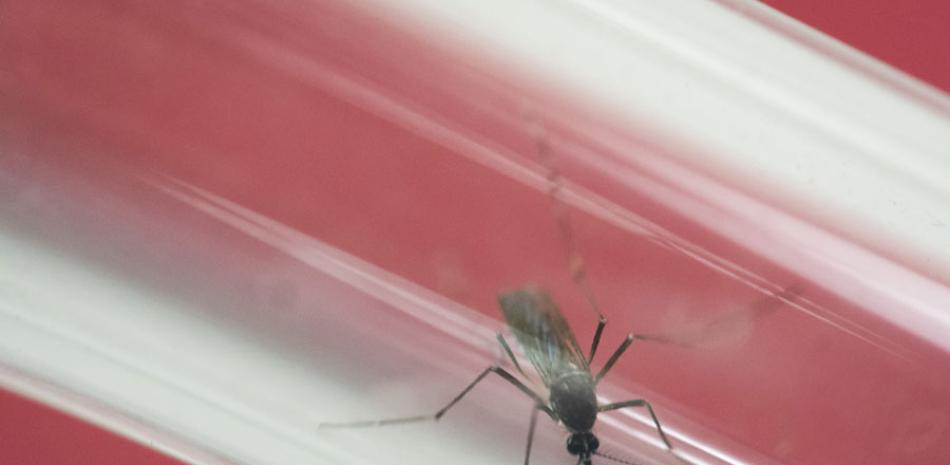 En esta imagen de archivo, tomada el 23 de mayo de 2016, un ejemplar del mosquito Aedes aegypti, transmisor del virus del zika entre otras dolencias, visto dentro de un tubo de cristal en el instituto Fiocruz, en Río de Janeiro, Brasil.