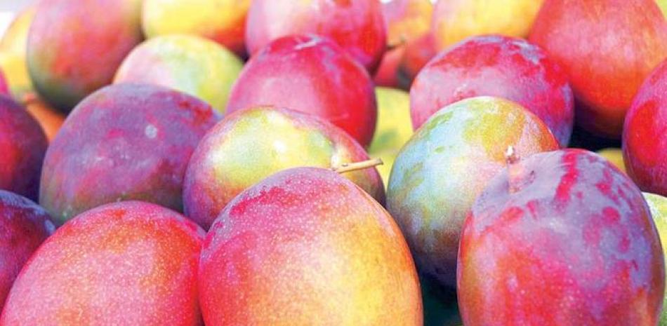 Variedades. El 70% del mango que se exporta en el país pertenece a la variedad Keitt, seguido por la Tommy Atkins (10%) y en el 20% restante se destaca la variedad criolla Mingolo.
