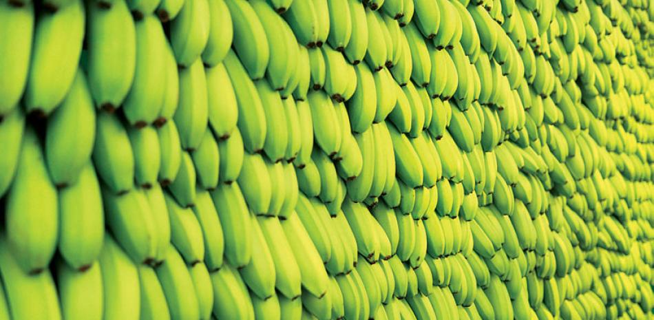 Mercado. RD vende más del 50% de su producción de banano a los ingleses, lo que representa unos US$169 millones.