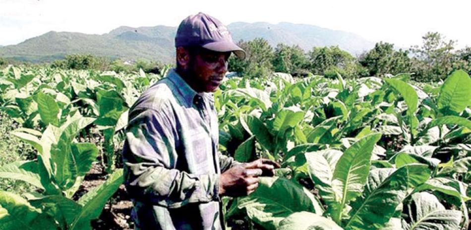 Crecimiento. Las exportaciones de tabaco dominicano continúan creciendo y fortaleciéndose.