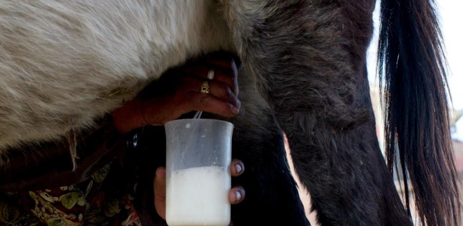 En esta imagen del 8 de junio de 2016, una vendedora de leche de burra, Petrona Yujra, ordeña a una burra para vender la leche a un cliente en El Alto, Bolivia. Jujra lleva 35 años vendiendo leche de burra. (AP Foto/Juan Karita)
