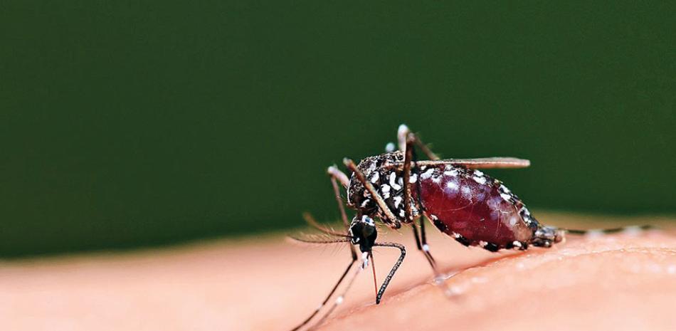 La enfermedad es transmitida por la picadura de mosquitos.