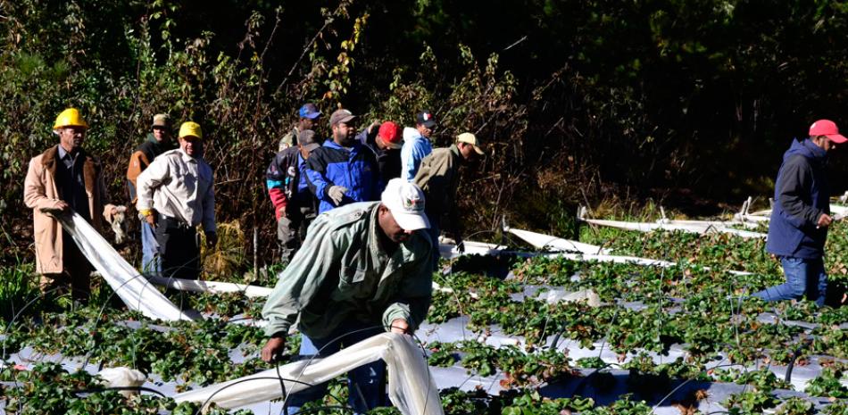Acción. El Ministerio de Medio Ambiente puso ayer en ejecución la resolución 14/2016 que otorgó un plazo de 120 días para finalizar las labores agrícolas dentro del área de producción agrícola en Valle Nuevo, mediante un operativo que comenzó en un campo de fresas ubicado en Rancho al Medio.