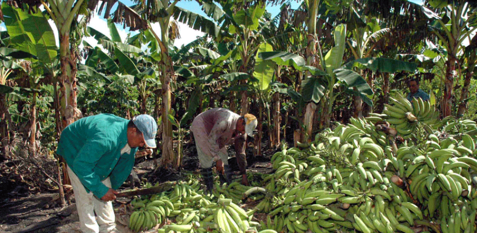 Apoyo. El director regional del Ministerio de Agricultura, Santo Céspedes Gamboa, admitió que existe una debilidad en cuanto a la ayuda que debe prestar a los productores.
