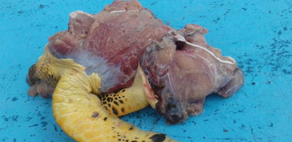 Imagen publicada el ministro de Medio Ambiente, Francisco Domínguez Brito, cuando anunció el apresamiento de cinco personas por muerte de tortugas carey en Isla Saona.