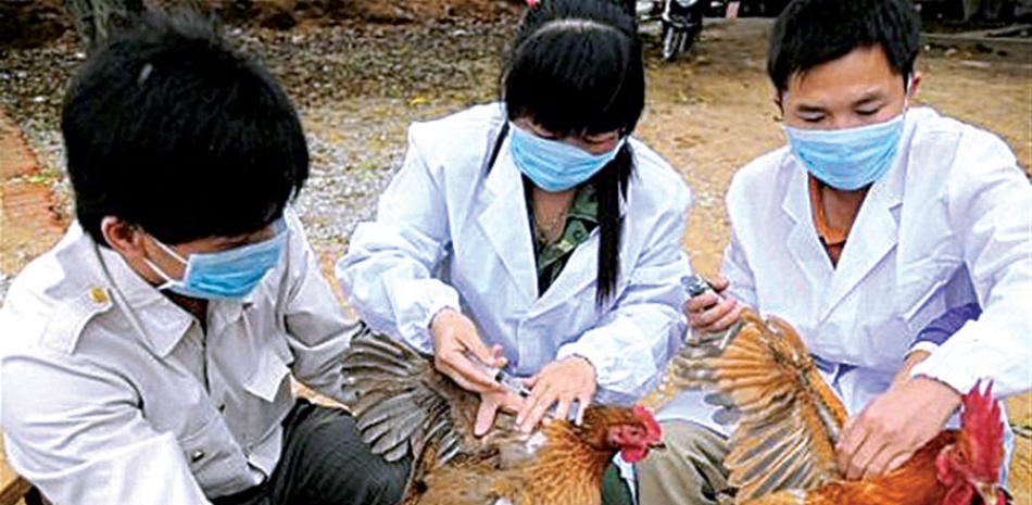 Amenaza. El brote de influenza aviar presente en territorio norteamericano pone en peligro la industria avícola nacional.