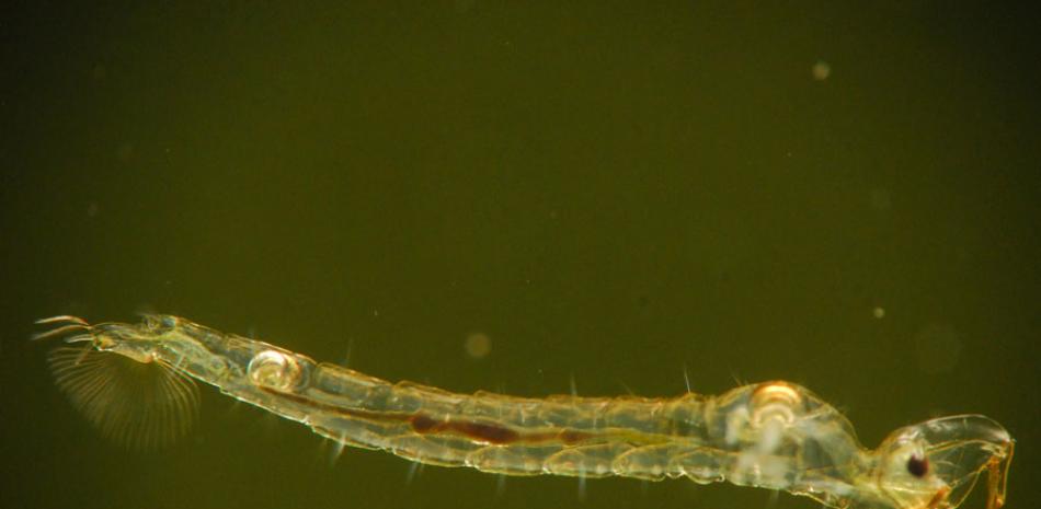 Resultados. La larva de Chaoborus spp, cuya densidad varía desde los 2,000 a los 130,000 individuos por metro cuadrado, solo se encuentra en aguas de baja calidad.