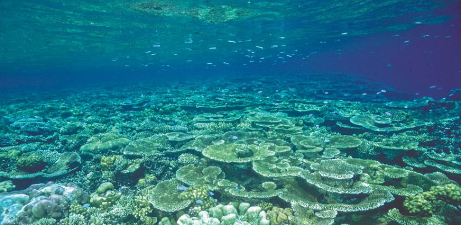 Pérdida. El blanqueo mató el año pasado al 22% de los corales de este ecosistema.