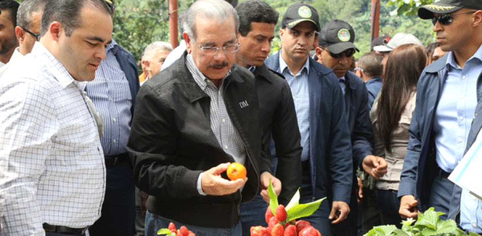 Encuentro. El presidente Danilo Medina realizó ayer una visita sorpresa a los productores de fresa de Los Dajaos, Jarabacoa.