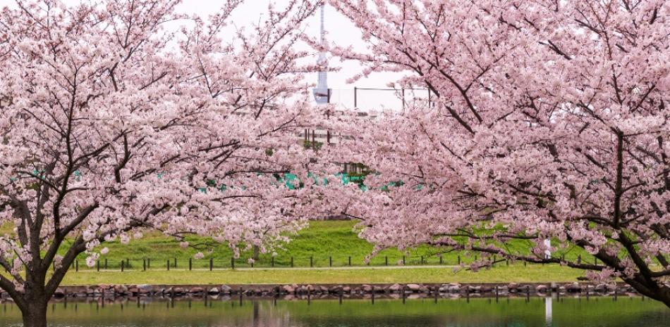 Espectáculo. Los japoneses esperan con entusiasmo cada año la temporada de los cerezos en flor.