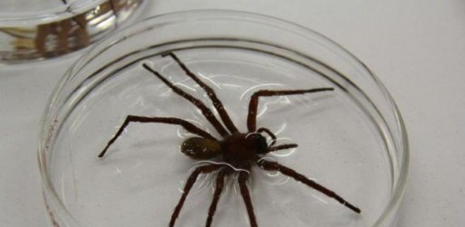 La araña gigante Califorctenus cacachilensis, descubierta por científicos de EEUU, México y Brasil, fotografiada en el Centro de Investigaciones Biológicas del Noroeste, el 24 de abril de 2017, en Baja California, México (AFP | Ricardo Valenzuela)