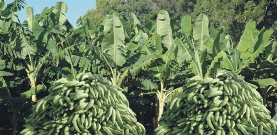 Producción. República Dominicana es un gran productor de guineos, y otras musáceas.