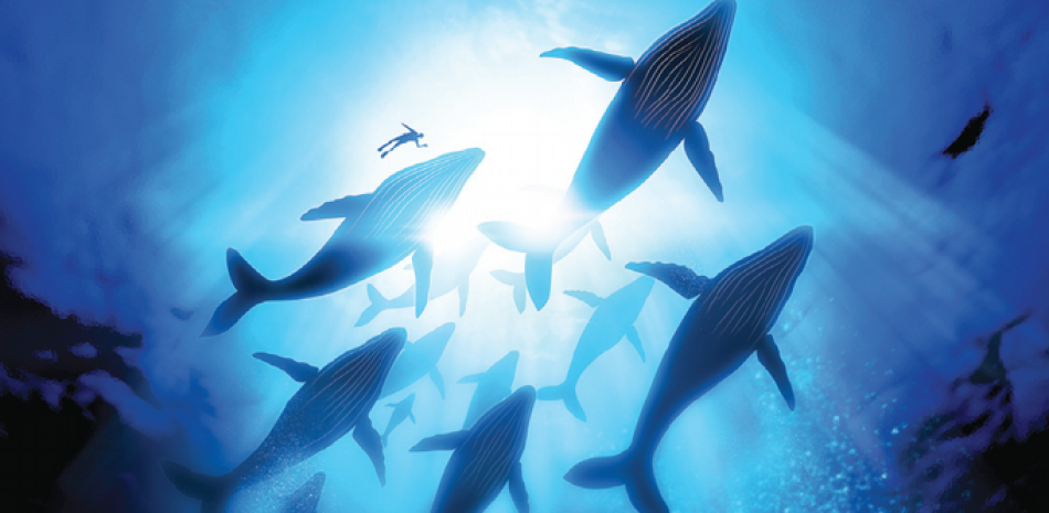 Los cetáceos barbados pasaron de 4,5 a 30 metros en, básicamente, el mismo tiempo que le tomó a los humanos evolucionar.
