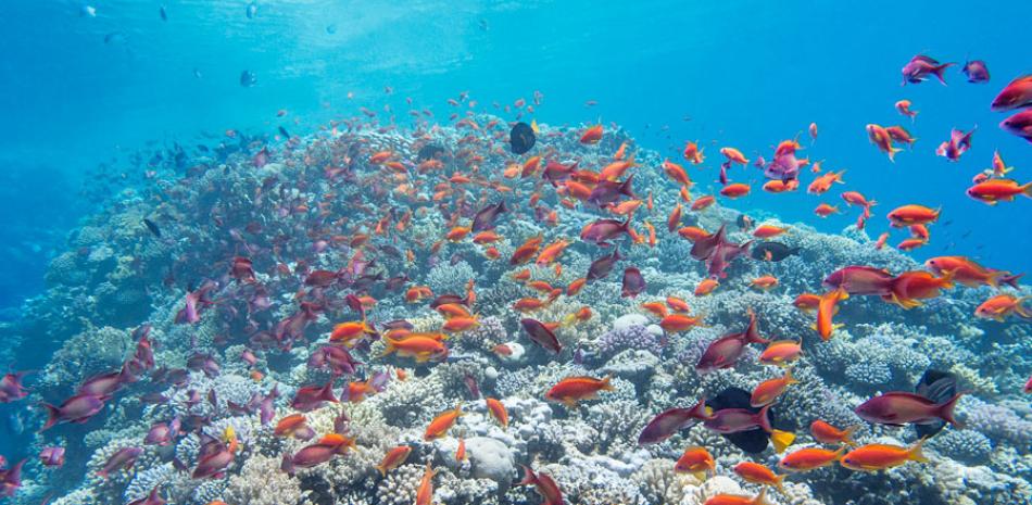 ¿Para qué? El objetivo del convenio es desarrollar el Plan de Manejo del Santuario Marino Arrecifes del Sureste.