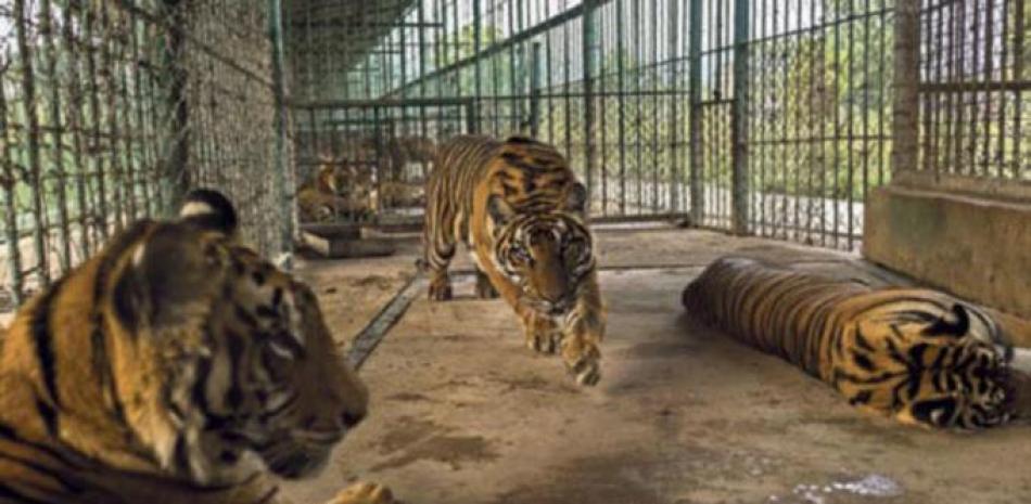En el complejo Kings Romans en Laos, los tigres viven en jaulas y las meseras sirven carne de tigre.