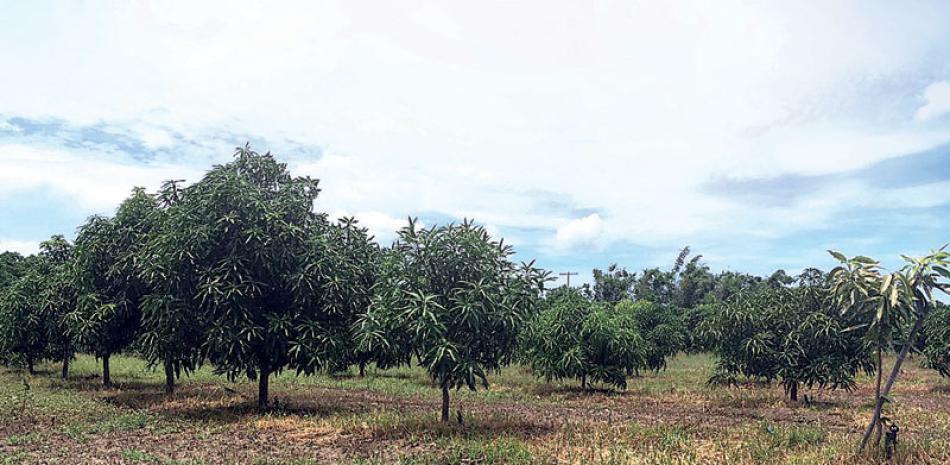 Proceso. Las yemas de los mangos fueron injertadas sobre patrones del cultivo banilejo en el vivero de la Estación Experimental de Frutales Baní.