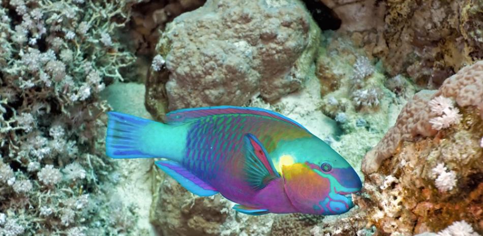 Aportes. El pez loro contribuye a la formación de arena, de gran importancia en las playas, atolones y arrecifes de coral.