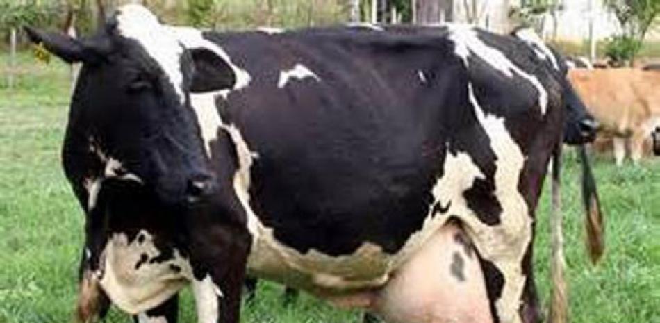 Vaca Jarsey. Las vacas criadas estabuladas y ordeñándola dos veces o más al día, tienen una vida útil de 4 años. Esto quiere decir que se pueden obtener de 72 a 120 becerros, los cuales inseminados con semen sexados, darían en su totalidad animales de sexo femenino.