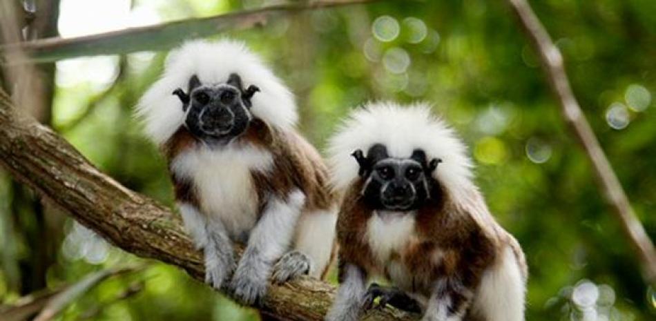 Fotografía sin fechar cedida hoy, sábado 15 de julio de 2017, por la Fundación Tití Cabeciblanco, de dos ejemplares de mono tití en la reserva natural situada en el municipio de Santa Catalina, en el departamento de Bolívar (Colombia).
