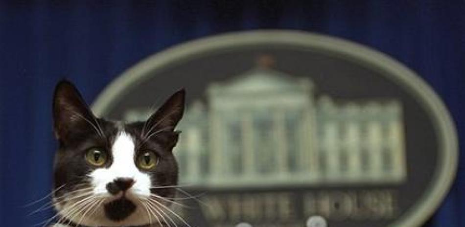 El gato Socks se asoma por el podio de la sala de prensa de la Casa Blanca el 19 de marzo de 1994. Socks era la mascota del ex presidente Bill Clinton. El gobierno del presidente Donald Trump inform