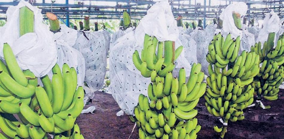 Exportaciones. El 80% de la producción de banano se exporta.
